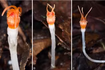 'Đèn lồng cổ tích' cực hiếm tái xuất sau 13 năm