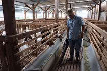 Anh nông dân nuôi dê bằng công nghệ tuần hoàn