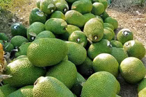 Giá mít Thái tăng mạnh