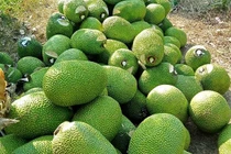 Giá mít Thái tăng mạnh