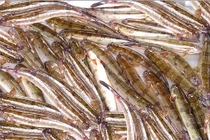 Giá cá kèo tăng mạnh