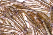 Giá cá kèo tăng mạnh