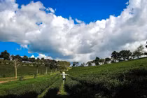 Về B’lao lang thang qua những đồi chè