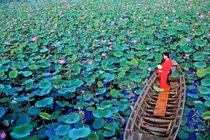 Sống xanh ở đất sen hồng Đồng Tháp