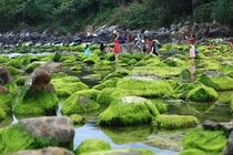 Làng chài cổ Nam Ô mùa rêu xanh biếc