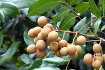 4 lợi ích sức khỏe bất ngờ của nhãn