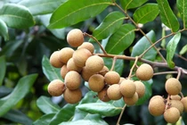 4 lợi ích sức khỏe bất ngờ của nhãn