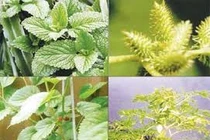 Bài thuốc chữa viêm mũi xoang, dị ứng