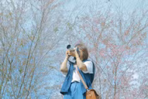 Về Măng Đen ngắm mai anh đào khoe sắc