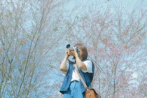 Về Măng Đen ngắm mai anh đào khoe sắc