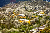 Mùa hoa sơn tra Nậm Nghiệp