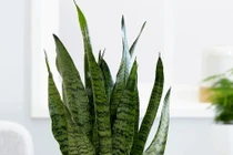 Trồng cây phong thủy trong nhà thế nào?