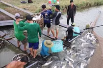 Giá cá tra giảm từ 2.000 – 4.000 đồng/kg