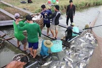 Giá cá tra giảm từ 2.000 – 4.000 đồng/kg