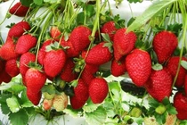 Cẩn trọng với dâu tây giá rẻ