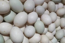 Trứng vịt giảm giá mạnh 