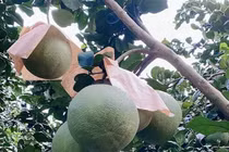 Giá bưởi da xanh giảm