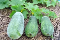 Bài thuốc hỗ trợ trị viêm đường tiết niệu từ bí đao