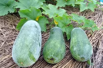 Bài thuốc hỗ trợ trị viêm đường tiết niệu từ bí đao