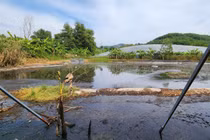 Lâm Đồng: 50 hộ dân phản đối trại heo xả thải gây ô nhiễm 