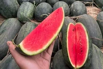 Dưa hấu giảm giá từ 1.000 - 3.000 đồng/kg