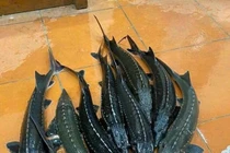 Cá tầm siêu rẻ trên chợ mạng