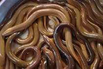 Lươn thịt tăng giá mạnh