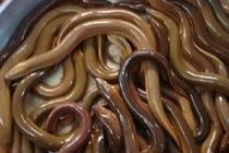 Lươn thịt tăng giá mạnh