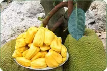 Mít Thái tăng giá từ 10.000 - 12.000 đồng/kg