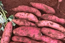 Khoai lang rớt giá còn 3.500 đồng/kg