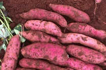 Khoai lang rớt giá còn 3.500 đồng/kg