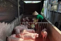 Giá heo hơi tăng nóng