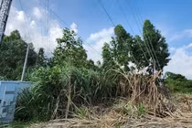 Di dời trạm BTS Mobifone xây trái phép tại Hạ Long