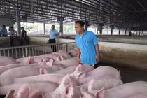 Giá heo hơi hôm nay (4/11): Tiếp tục giảm?