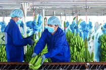 Hoàng Anh Gia Lai thông báo xin chậm thanh toán 137 tỷ đồng lãi trái phiếu