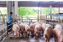 Navetco (VET) bị truy thu thuế hơn 1 tỷ đồng