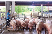 Navetco (VET) bị truy thu thuế hơn 1 tỷ đồng