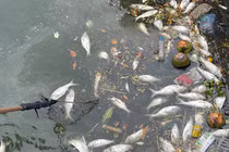 Cá chết ở hồ Tây khiến cuộc sống người dân khổ sở thế nào?