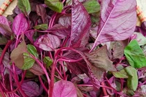 4 loại rau không chần trước khi nấu dễ gây ngộ độc