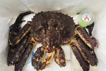 Đại gia Hà Nội chơi sang mua 72 con cua Hoàng đế đãi nhân viên