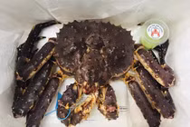 Đại gia Hà Nội chơi sang mua 72 con cua Hoàng đế đãi nhân viên