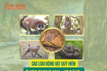 [INFOGRAPHIC] Các loài động vật quý hiếm ở VQG Phong Nha - Kẻ Bàng