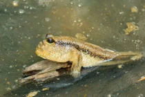 Loài cá sống lập dị nhất Việt Nam: Biết chạy nhảy, leo cây thoăn thoắt 