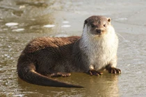 Tận mục 4 loài rái cá "hiếm như vàng" được tìm thấy ở Việt Nam 