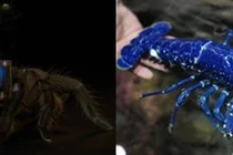 3 loài động vật có màu xanh dương hiếm nhất hành tinh