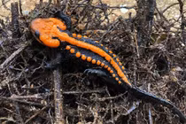 Top 10 loài động vật quái dị ‘trời ban’, Việt Nam không thiếu 