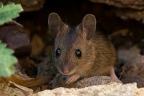 Loài vật 'sống dai', đẻ khỏe nhất hành tinh, nghe tên thấy giật mình