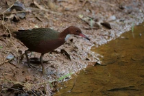 Loài chim tuyệt chủng 136.000 năm, bất ngờ hồi sinh kỳ diệu 