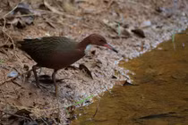 Loài chim tuyệt chủng 136.000 năm, bất ngờ hồi sinh kỳ diệu 