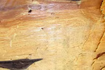 Xuýt xoa loại gỗ hiếm Việt Nam chỉ còn 1.000 cây, mỗi khúc giá tiền tỷ 